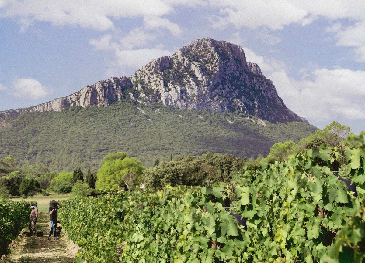Pic Saint Loup Mas Bruguière
