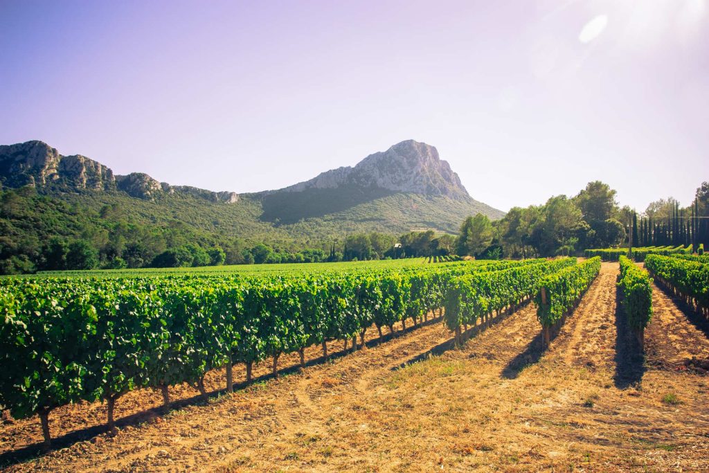 Pic Saint Loup Mas Bruguière