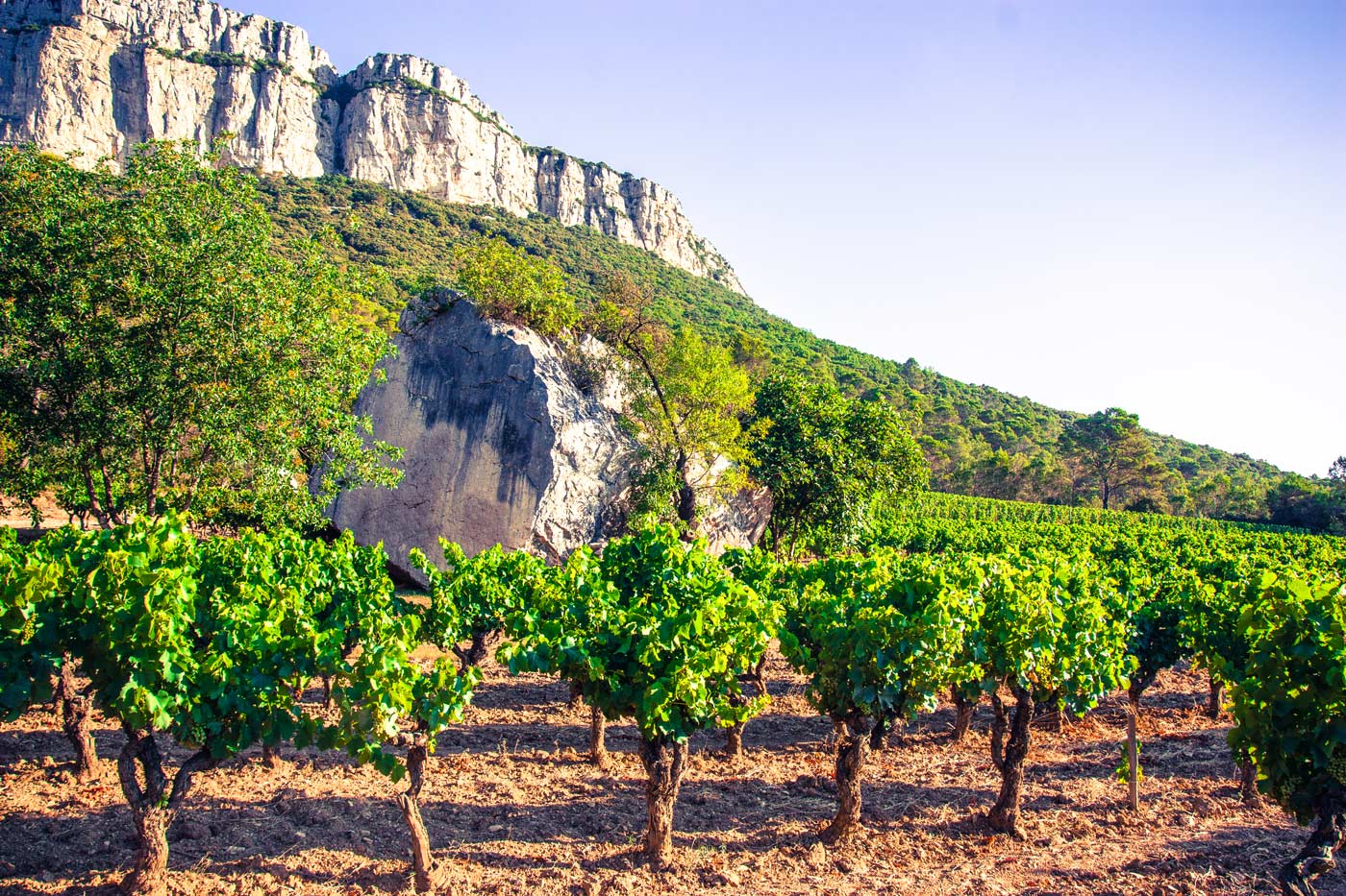 Pic Saint Loup Mas Bruguière