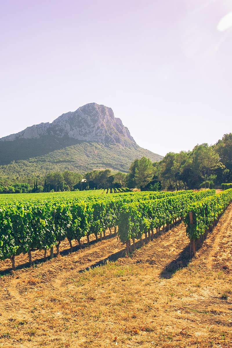 Domaine viticole Mas Bruguière Hérault